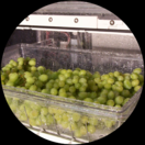 12 lb Grapes being sanitized